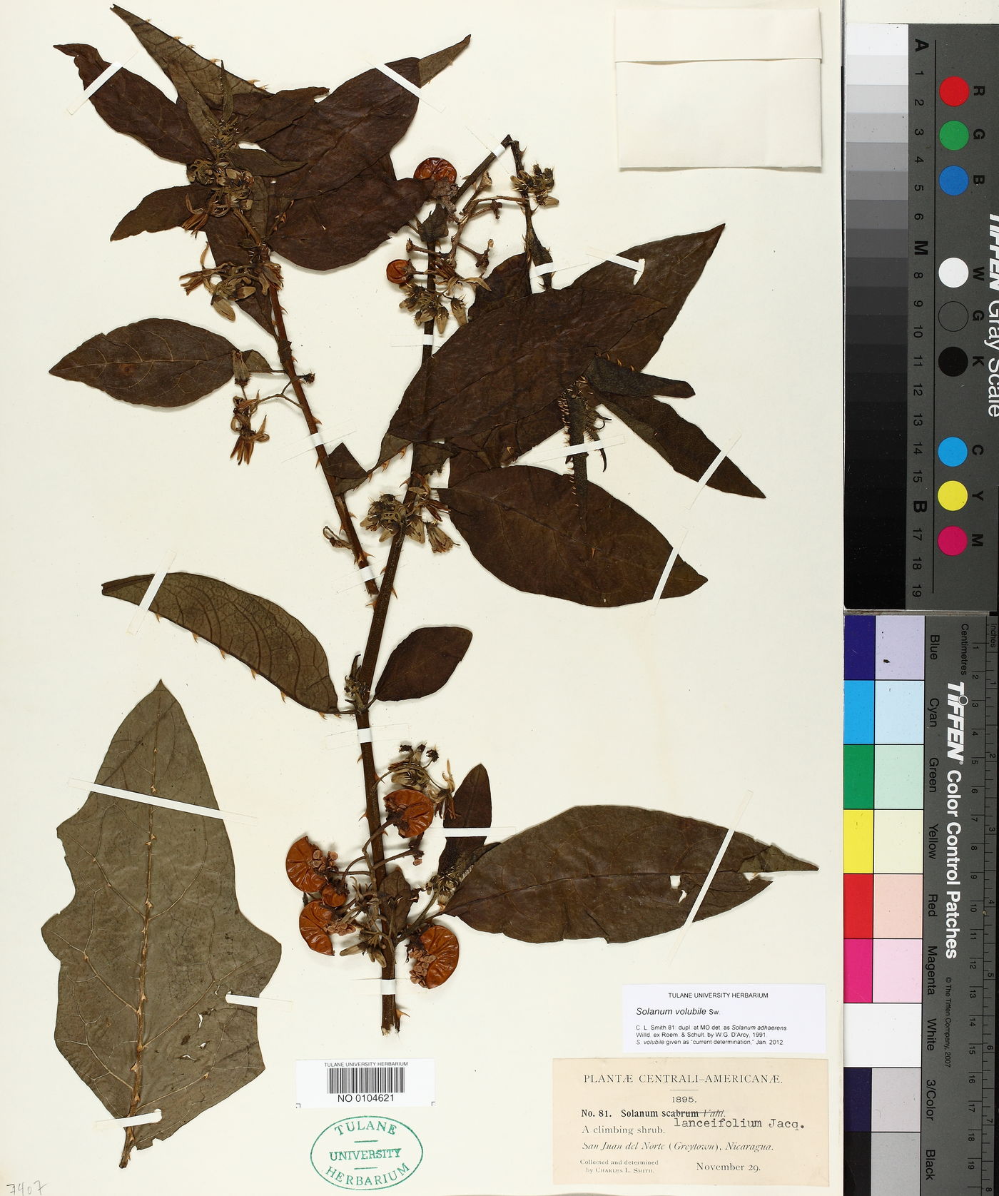 Solanum volubile image