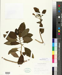 Solanum donianum image