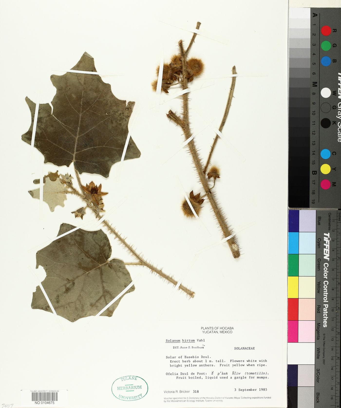 Solanum hirtum image