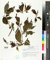Image of Lycianthes geminiflora