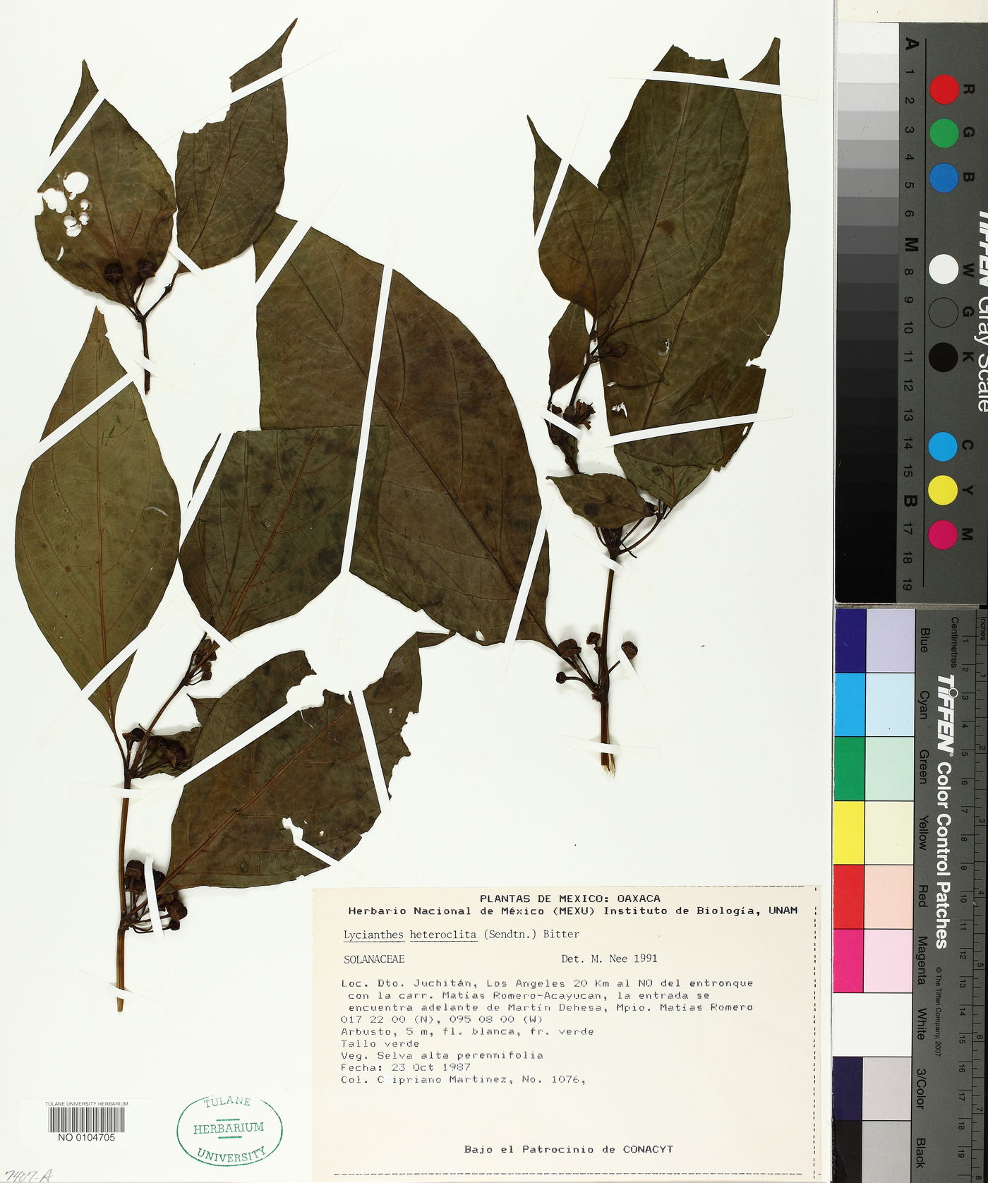 Lycianthes heteroclita image