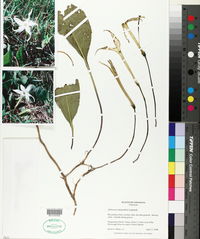 Jaborosa integrifolia image