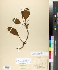 Image of Jaborosa integrifolia