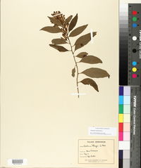 Cestrum nocturnum image