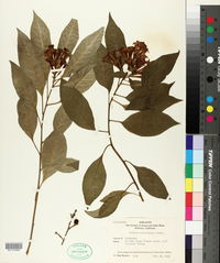 Cestrum aurantiacum image