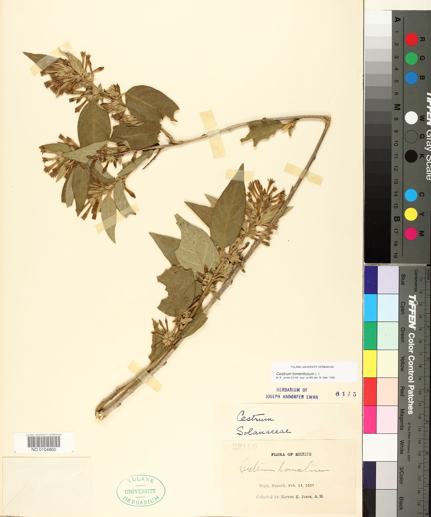 Cestrum tomentosum image