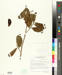 Image of Duckeodendron cestroides