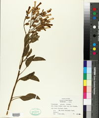 Nicotiana glauca image
