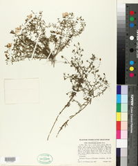 Nierembergia gracilis image