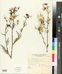 Image of Schizanthus hookeri