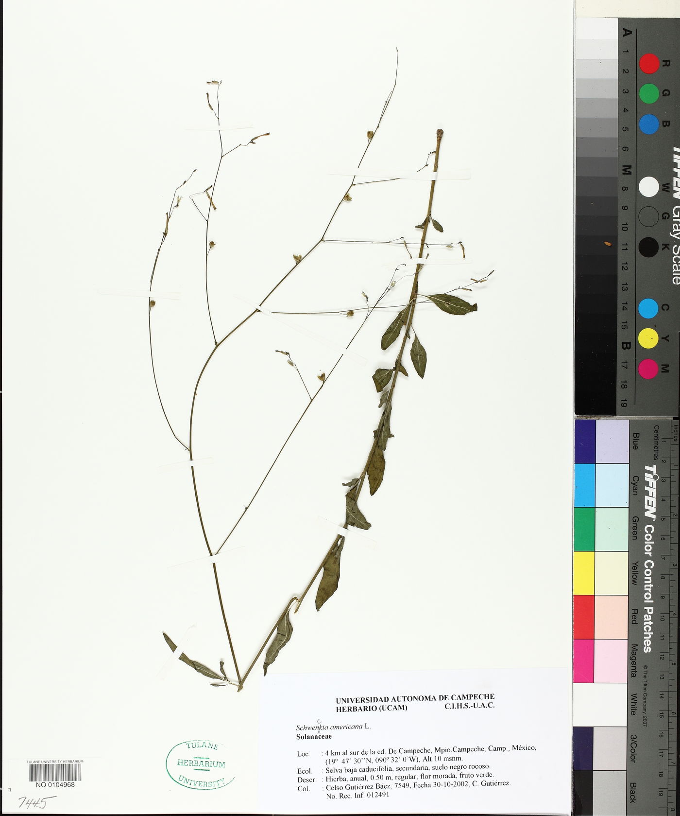 Schwenckia americana image