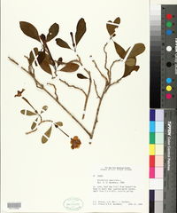 Brunfelsia americana image