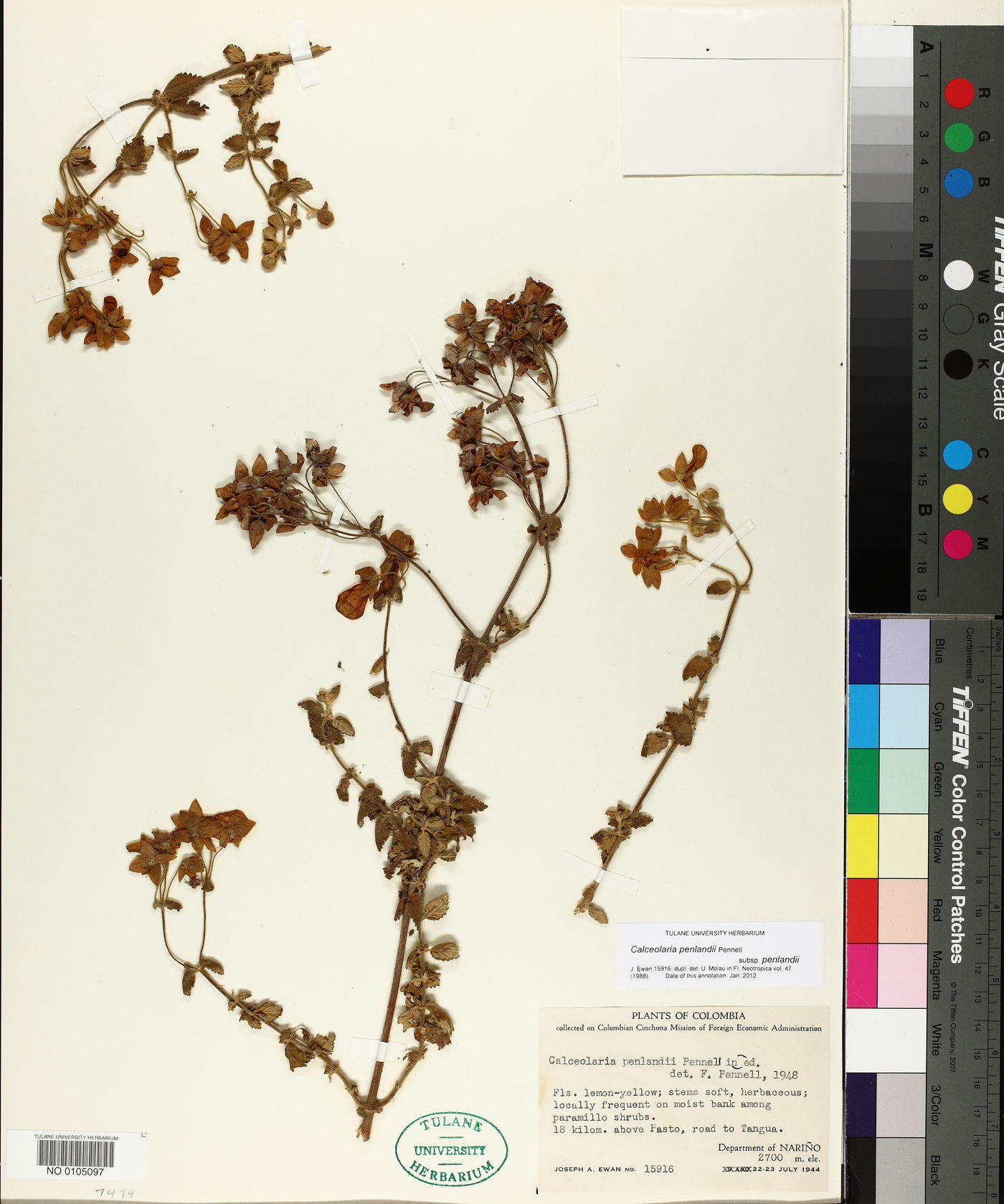 Calceolaria penlandii image