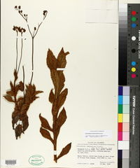 Image of Calceolaria lehmanniana