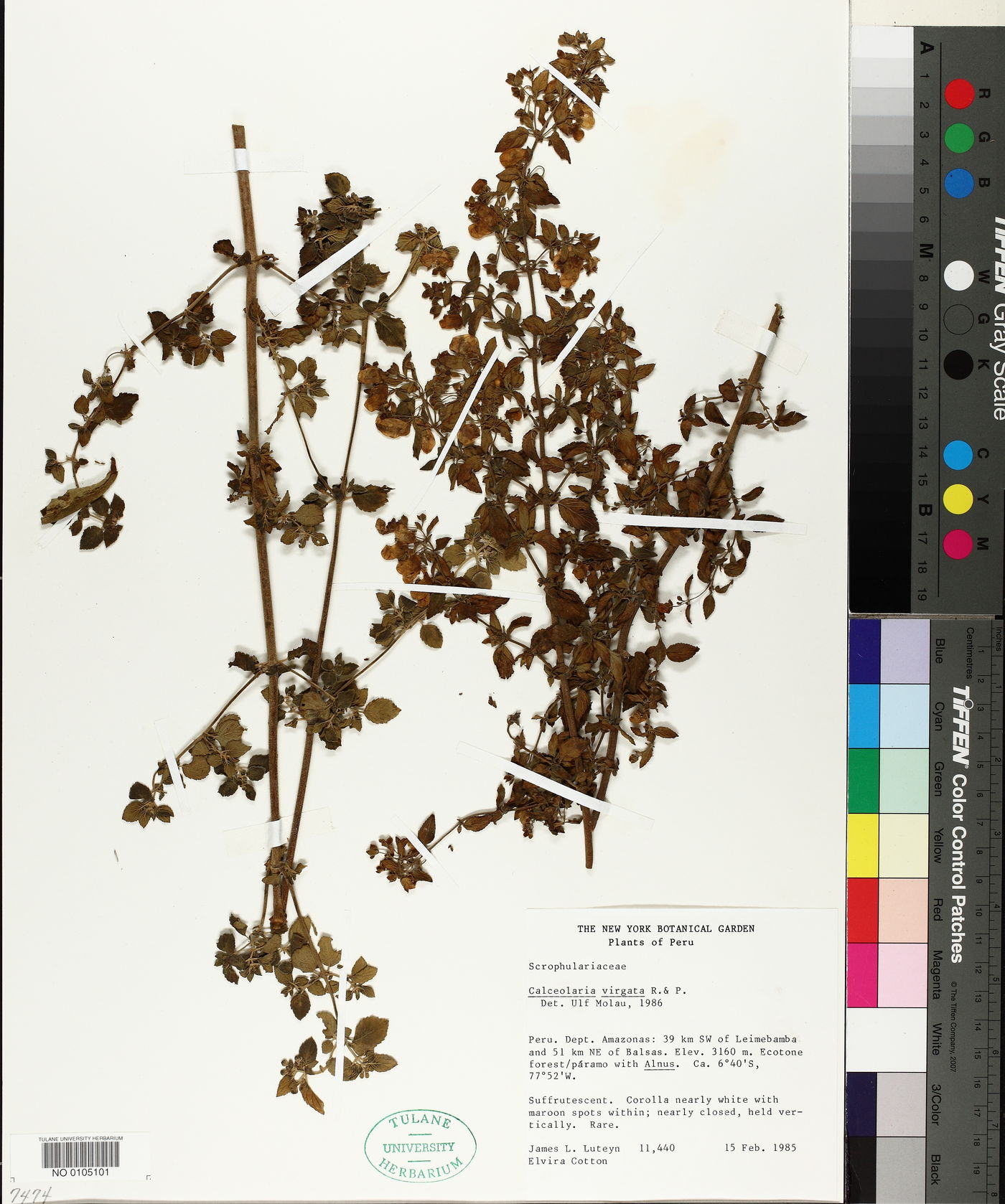 Calceolaria virgata image