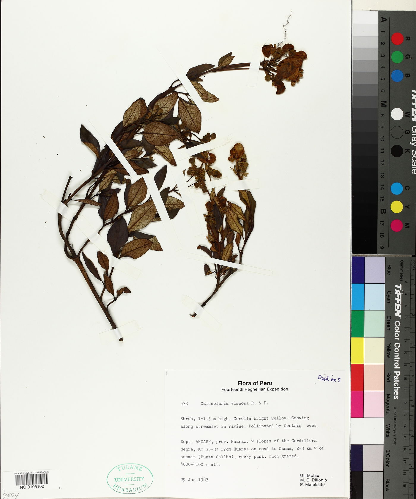 Calceolaria viscosa image