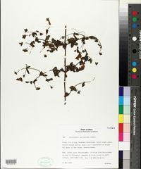 Calceolaria vaccinioides image