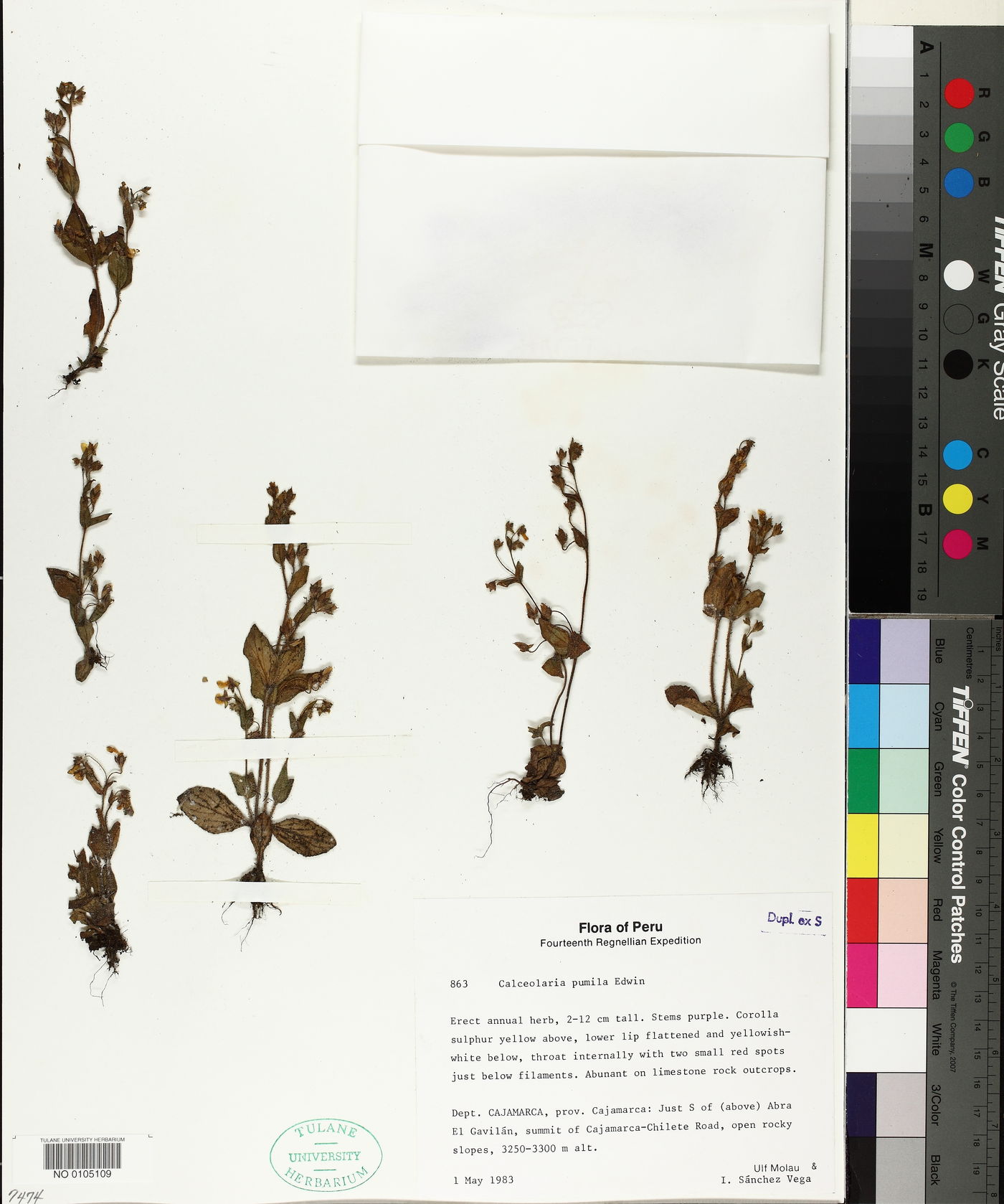 Calceolaria pumila image