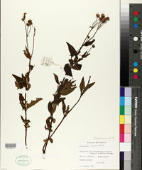 Calceolaria irazuensis image