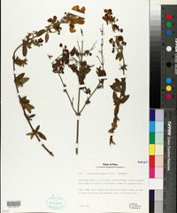 Calceolaria glauca image