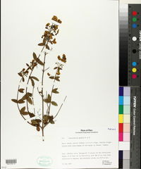 Image of Calceolaria glauca