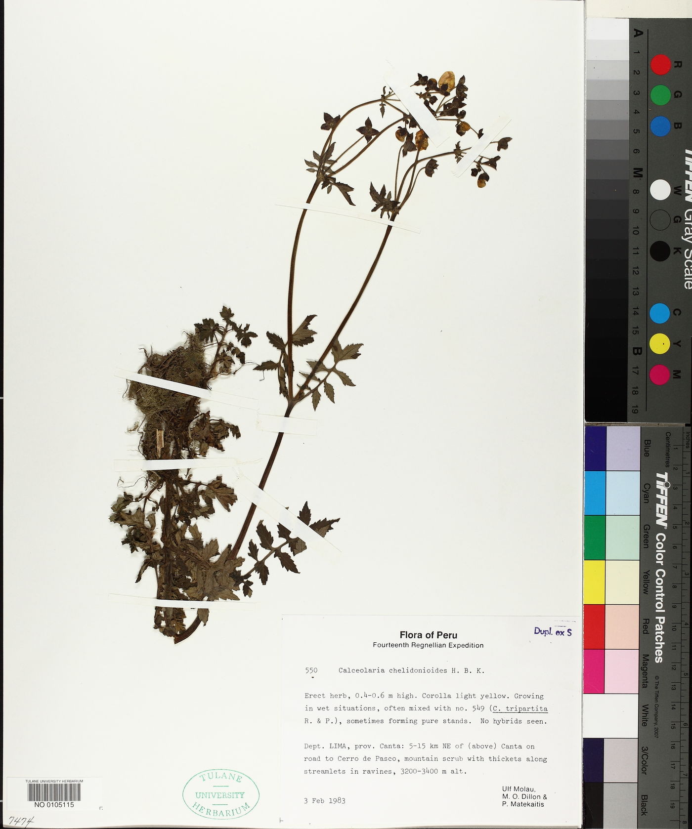 Calceolaria chelidonioides image
