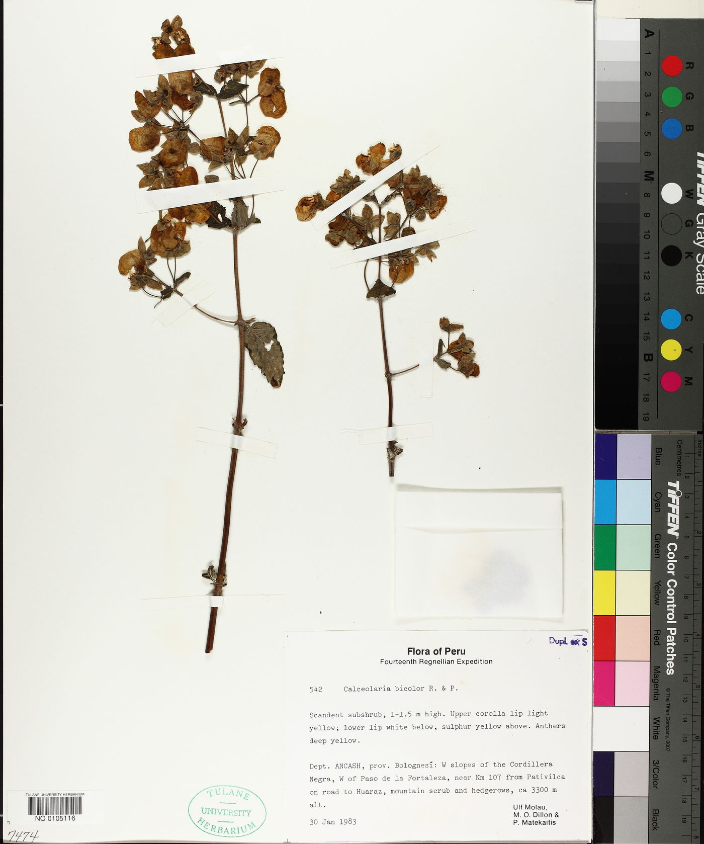 Calceolaria bicolor image