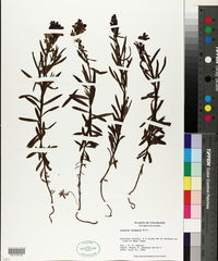 Linaria vulgaris image