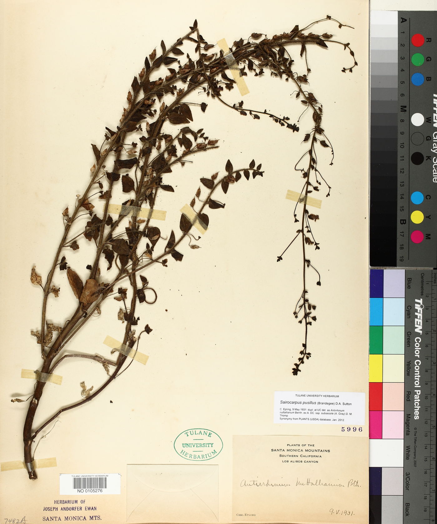Sairocarpus pusillus image