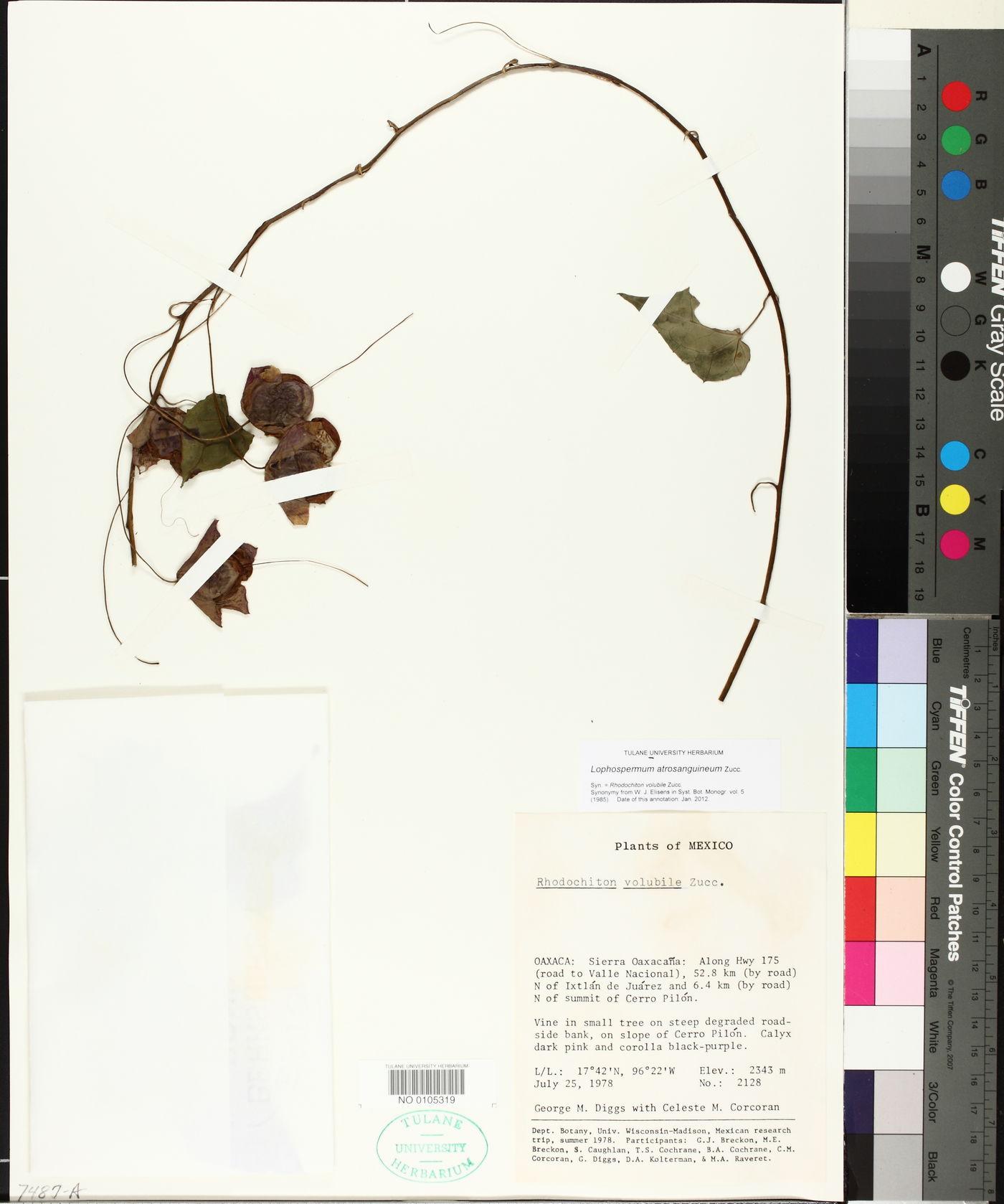 Rhodochiton atrosanguineum image