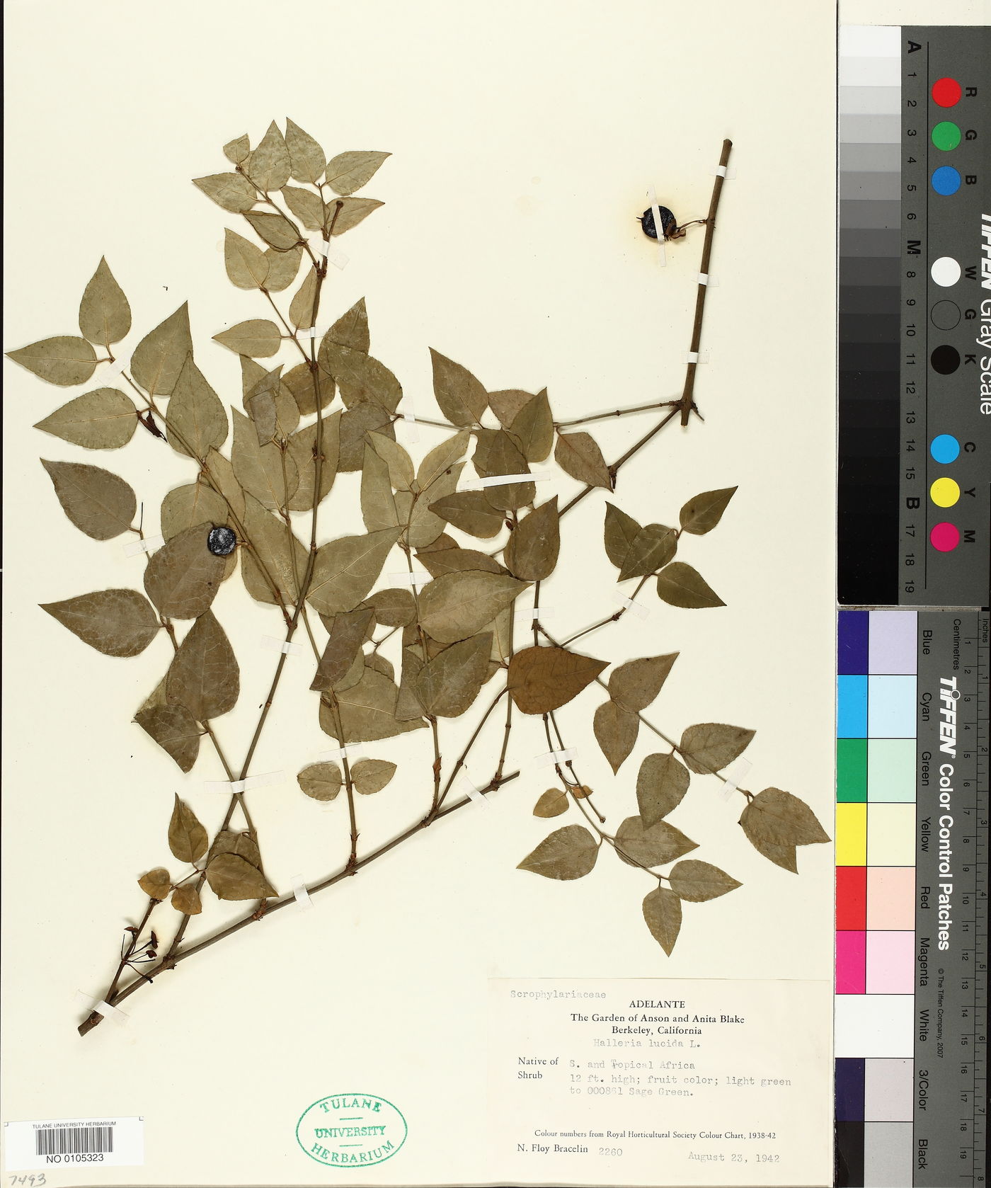 Halleria lucida image