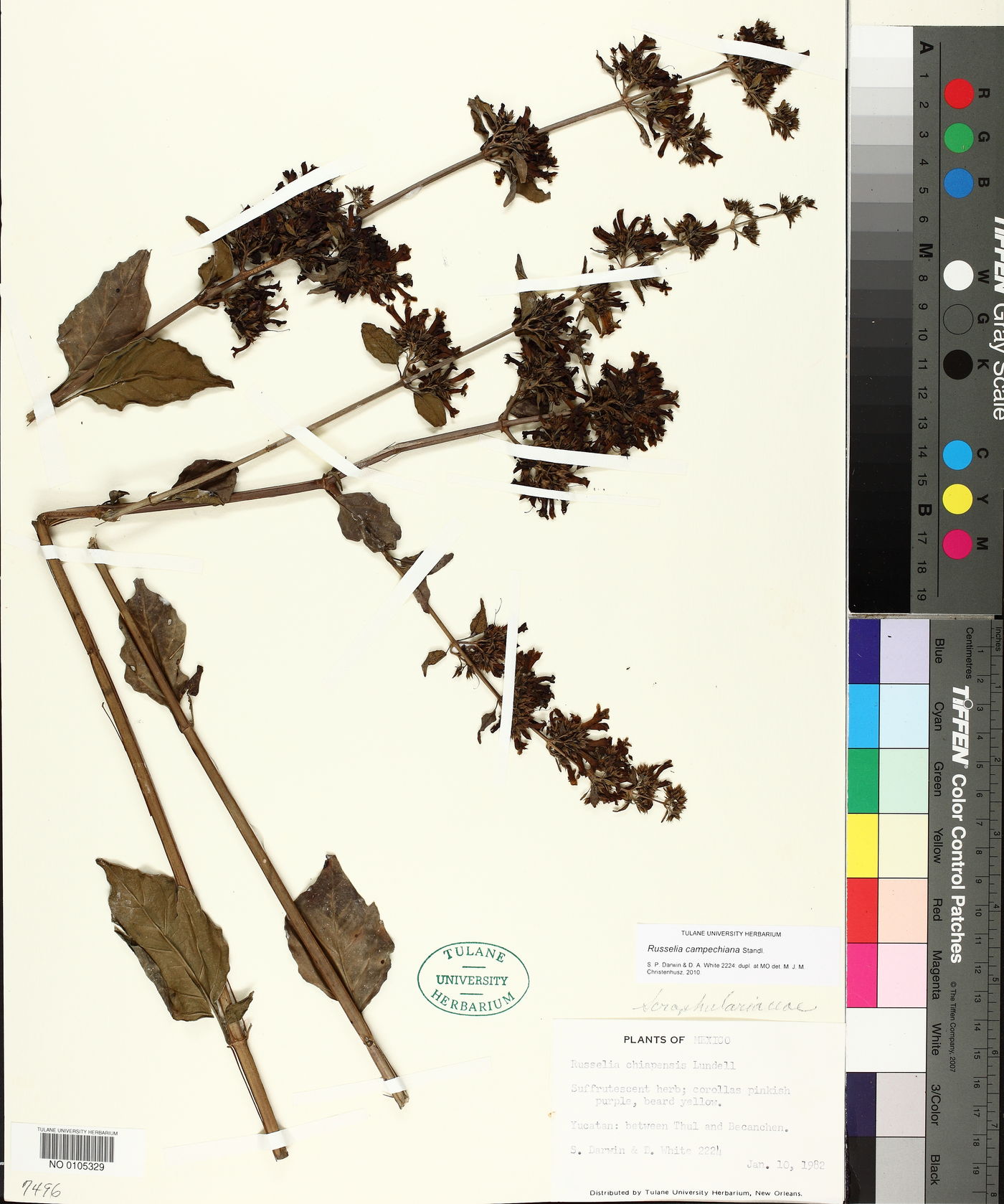 Russelia campechiana image