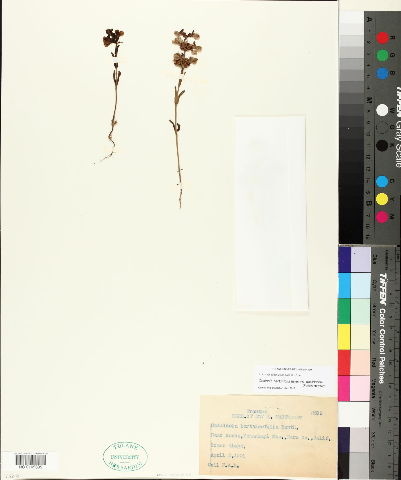 Collinsia bartsiifolia var. davidsonii image