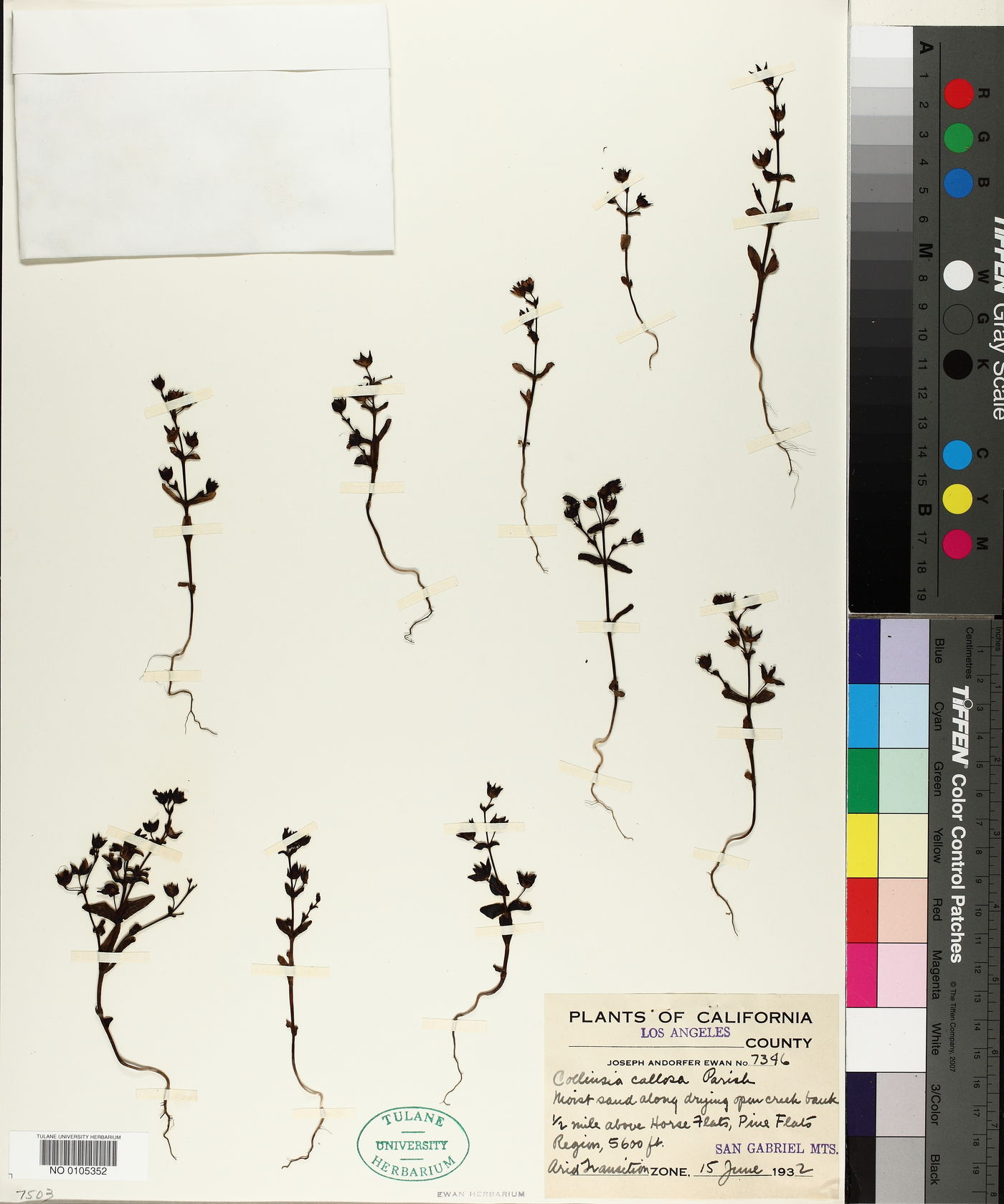 Collinsia callosa image
