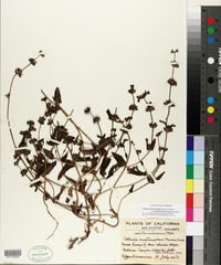 Collinsia heterophylla var. austromontana image