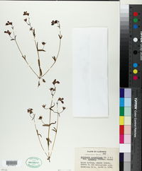 Collinsia sparsiflora var. arvensis image