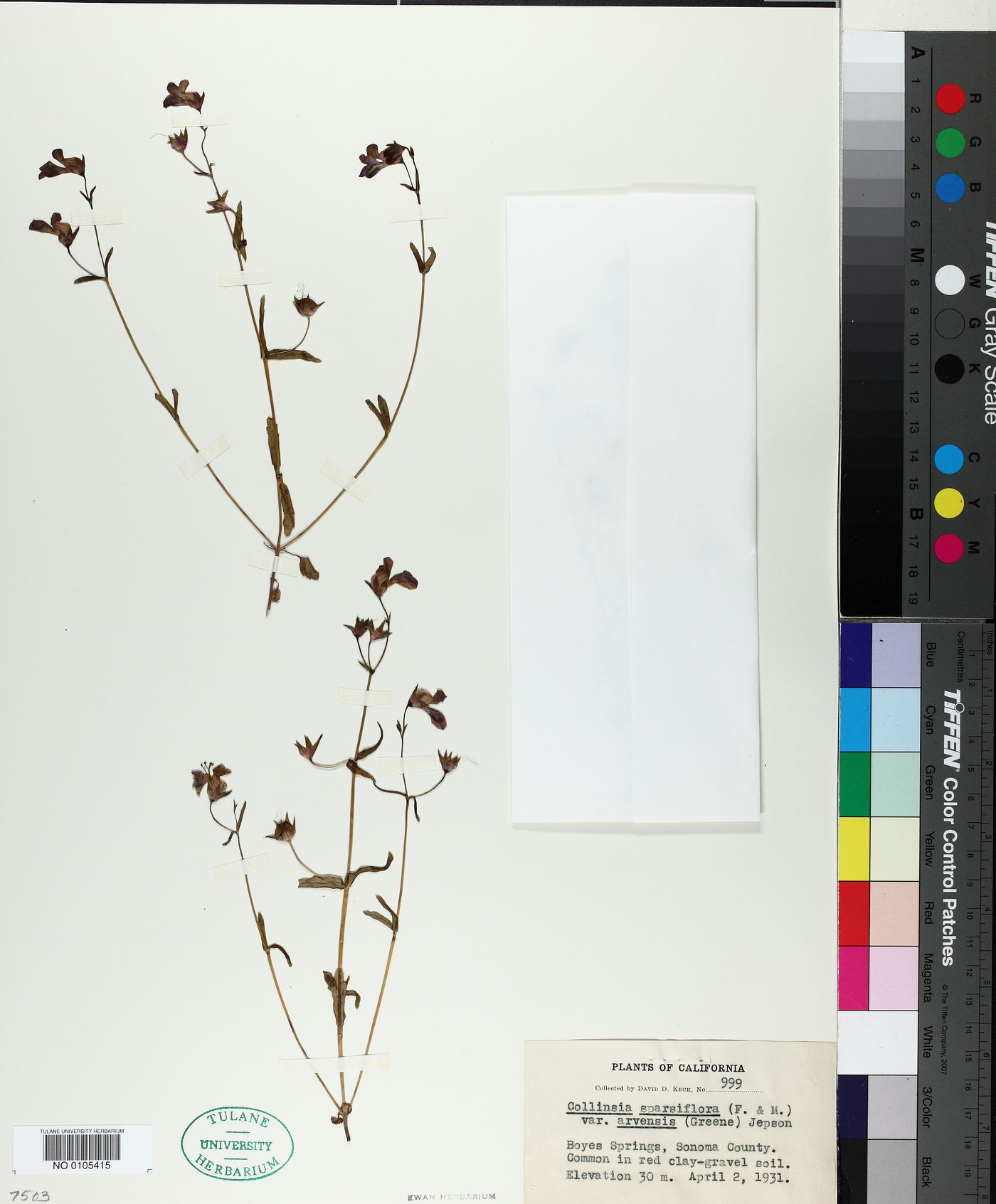 Collinsia sparsiflora image