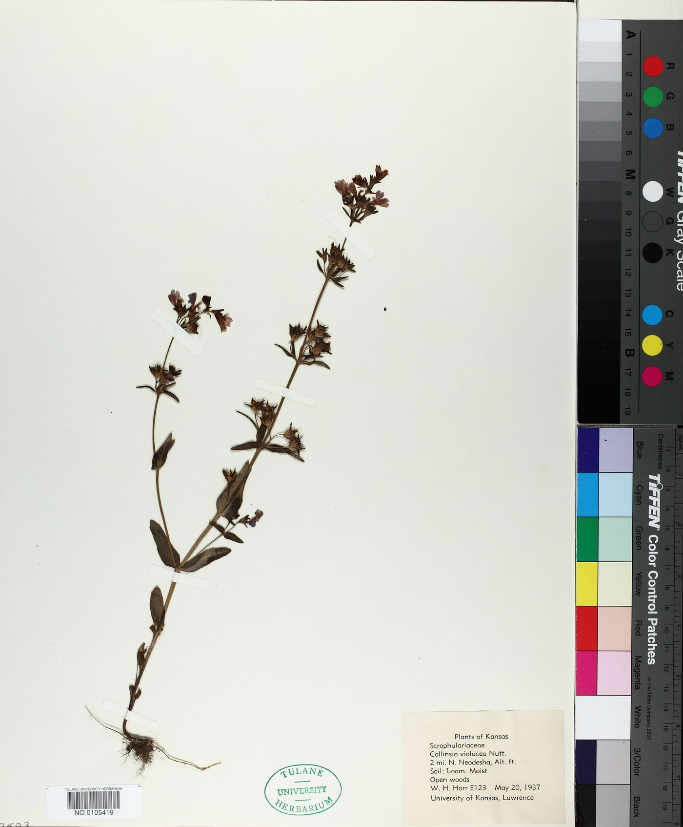 Collinsia violacea image