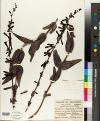 Penstemon centranthifolius image
