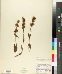 Penstemon confertus image