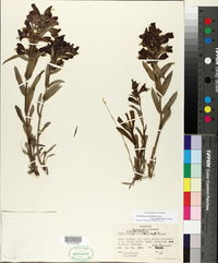 Penstemon eriantherus subsp. saliens image