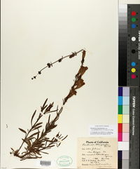 Penstemon heterophyllus subsp. australis image
