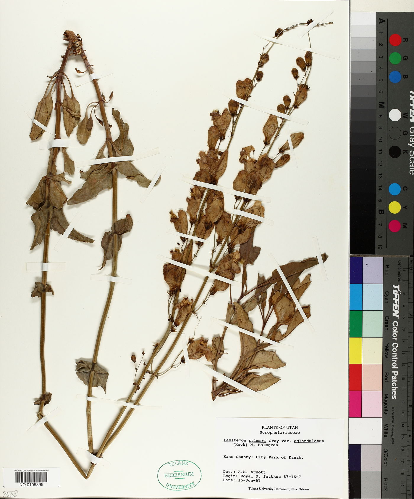 Penstemon palmeri var. eglandulosus image