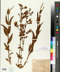 Penstemon spectabilis subsp. subviscosus image