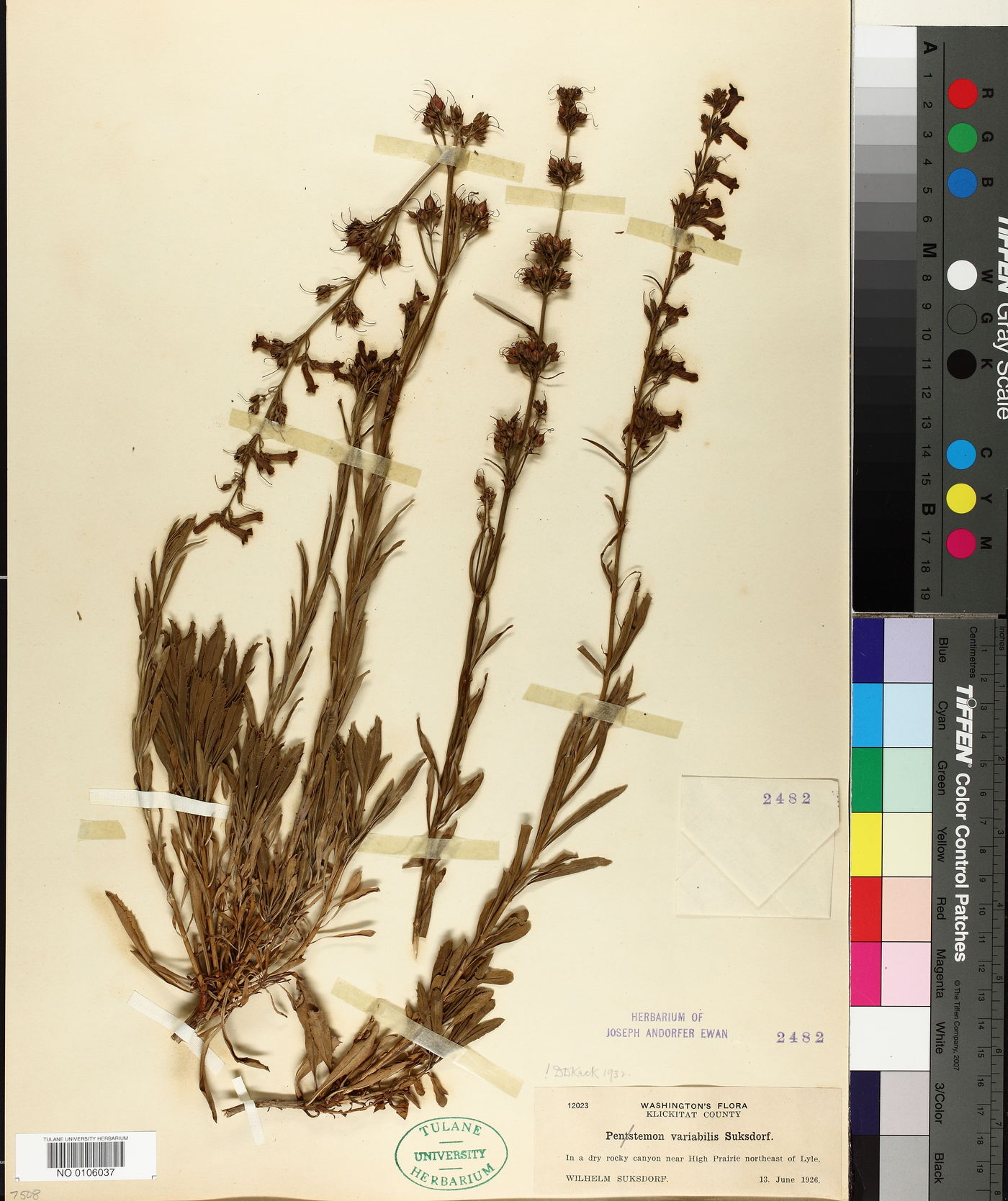 Penstemon variabilis image