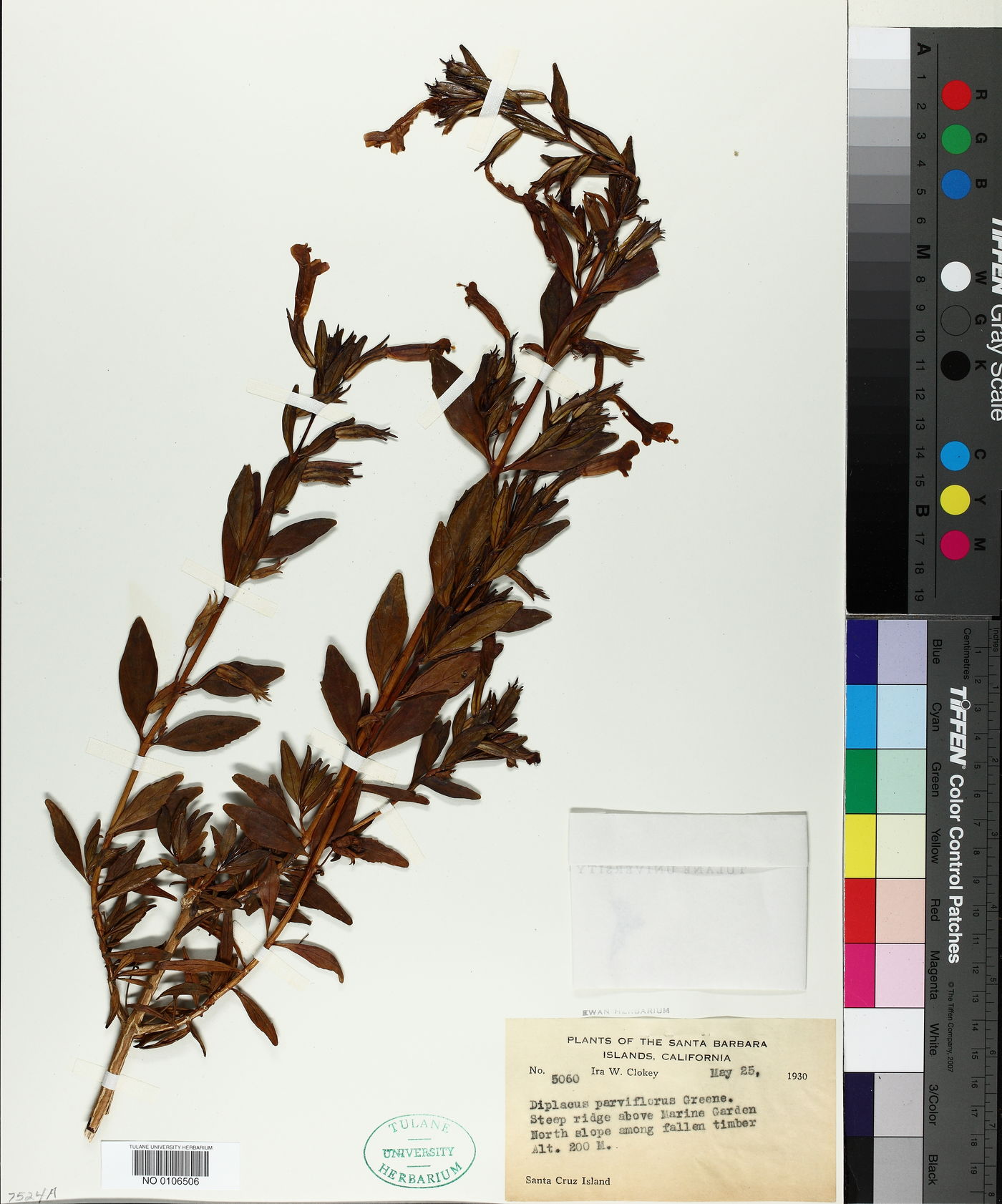 Diplacus parviflorus image