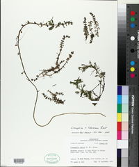 Image of Limnophila x ludoviciana