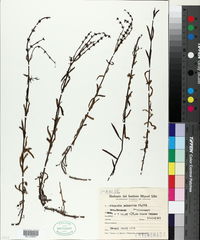 Stemodia palustris image