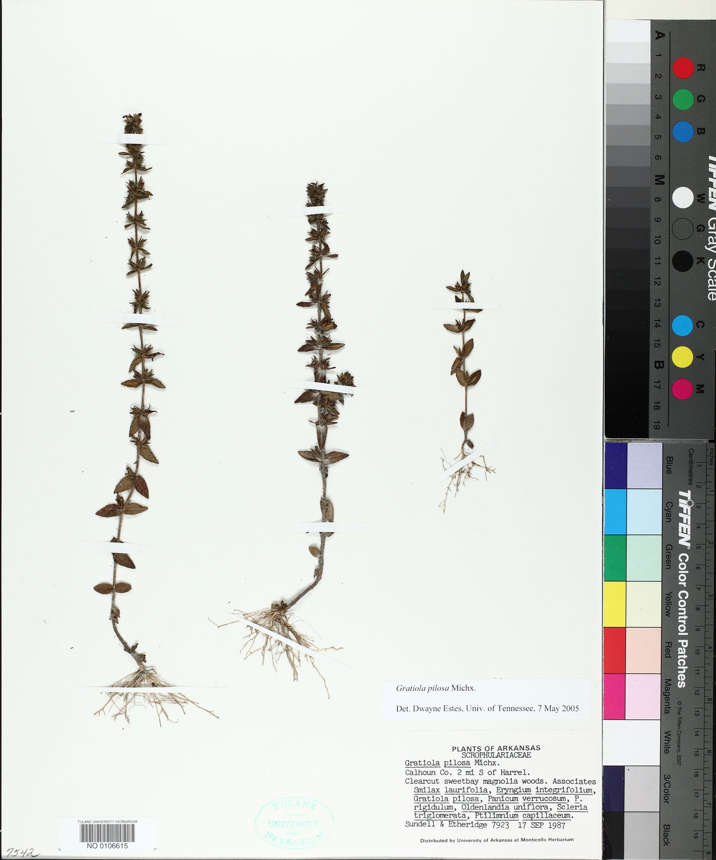 Gratiola pilosa image