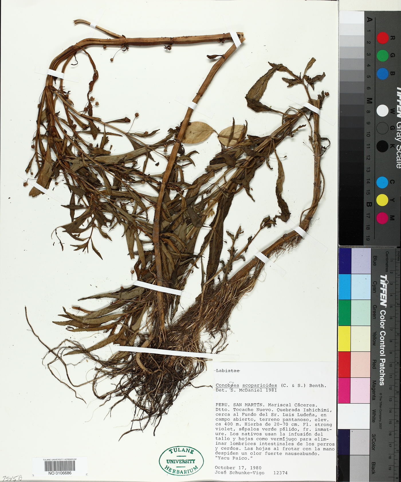 Conobea scoparioides image